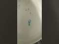 Magici disegni che si muovono Mp3 Song