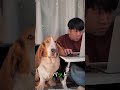 🐾 何にでも役立った長い耳を持つ犬 🐶#shortvideo