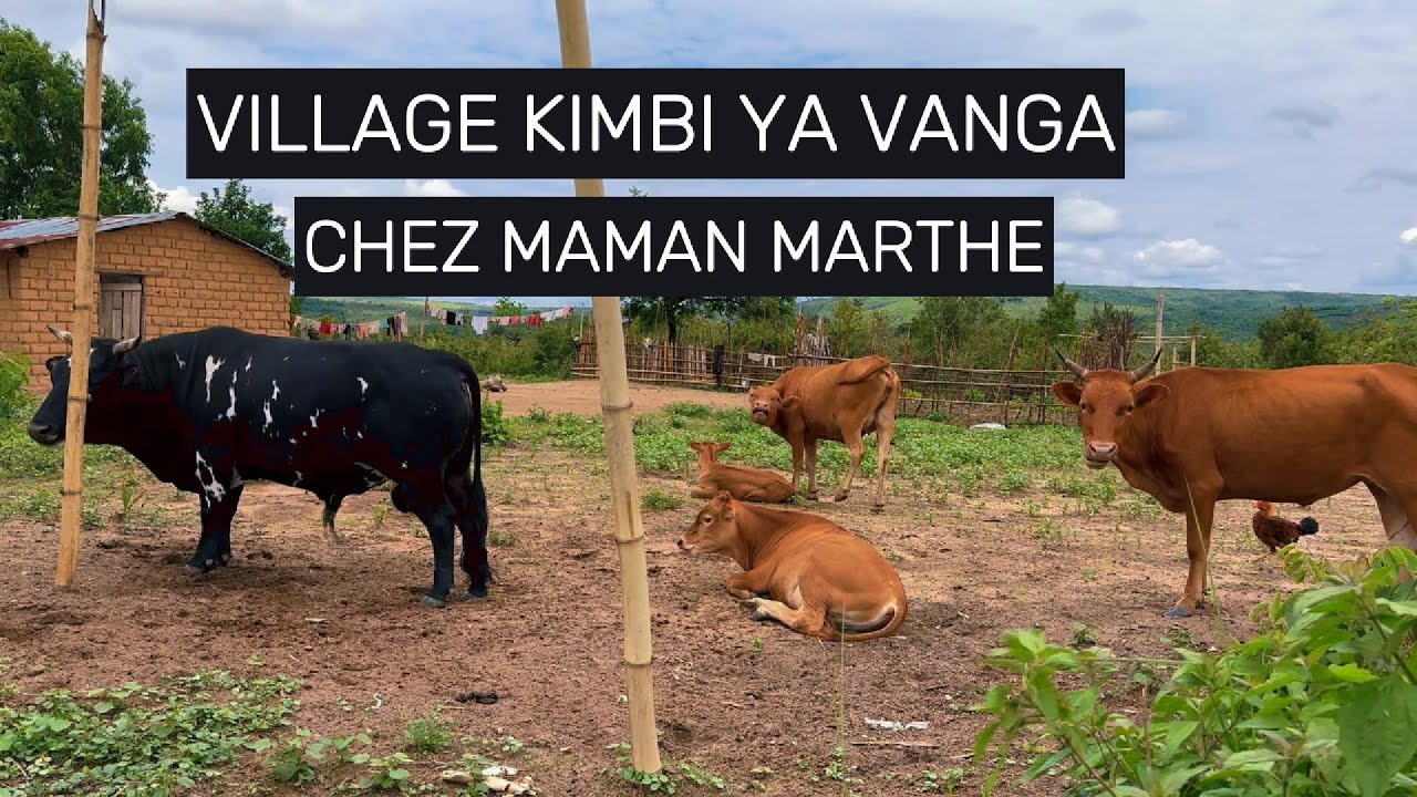 LA REUSSITE DE L'ELEVAGE AU VILLAGE KIMBI YA VANGA CHEZ MAMAN MARTHE