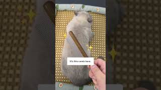 This Helps With My Cats Hairballs Issue