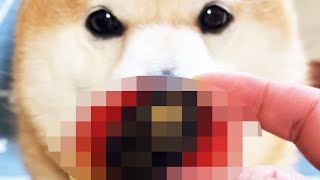 【朗報】柴犬の肉球と全く同じ匂いの食べ物、無事発見される！！！