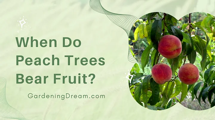 When Do Peach Trees Bear Fruit? - DayDayNews
