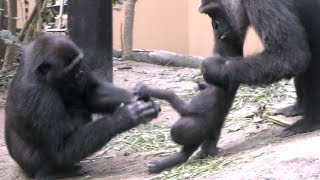 赤ちゃんゴリラの成長と危険を防ぐママのガード💗キンタロウ９ヶ月【京都市動物園】