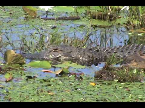 snake oil Finding Gators