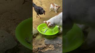 Chicken tries to take cat food, funny