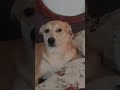 #varshachoudhariofficial #adoptdontshop #petshub #trending #adoptstrays