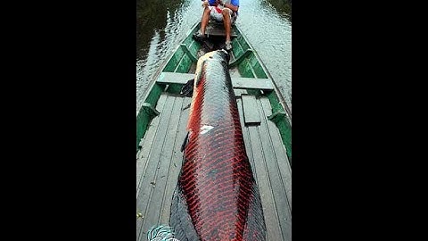 Cá Hải Tượng 1 tấn