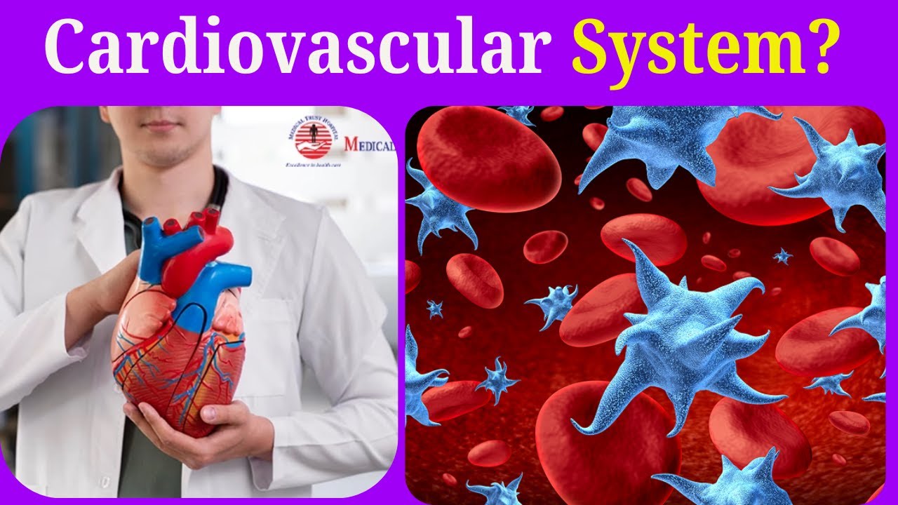 Part 1: Cardiovascular System/ካርዲኦ ቫስኩላር ስራአት/የደም  ዝውውር ስራአት