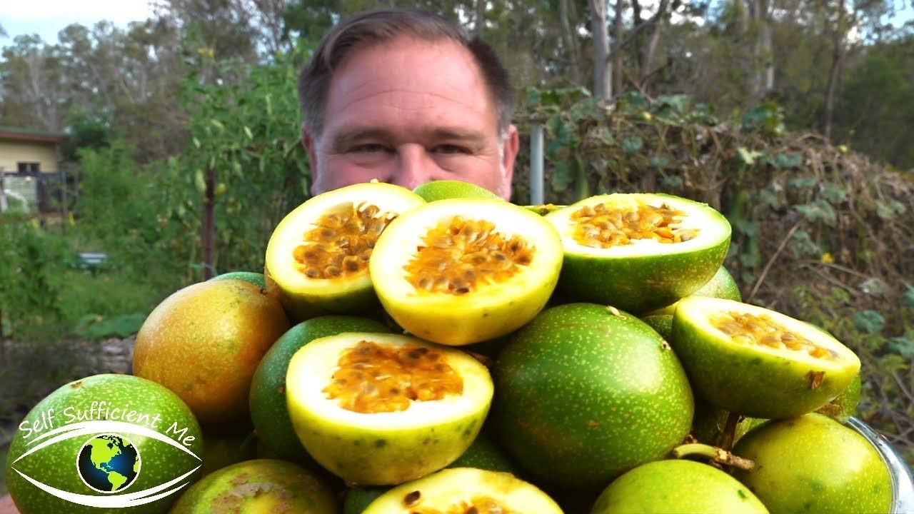 20 Tips How To Grow a Ton of Passionfruit From ONE Passion Fruit