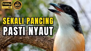 Download Lagu 🔴 MASTERAN BURUNG CENDET TEMBAKAN MATERI KOMPLIT COCOK BUAT ISIAN BURUNG ANDA #7 MP3 Download Lagu 🔴 MASTERAN BURUNG CENDET TEMBAKAN MATERI KOMPLIT COCOK BUAT ISIAN BURUNG ANDA #7 MP3