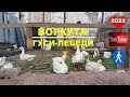 ВОРКУТА | ЛЕТО | ГУСИ-ЛЕБЕДИ | 2022