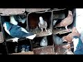 Siraji pigeon & white red fancy pigeon