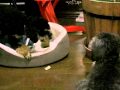 Conversation between phantom poodles