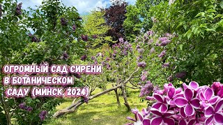 Посмотрите на уникальные белорусские сорта сирени. Сад сирени в Ботаническом саду (Минск, 2024)