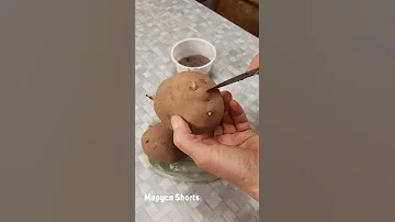 В ТРИ РАЗА БОЛЬШЕ УРОЖАЙ КАРТОФЕЛЯ