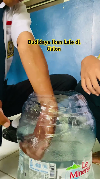 Budidaya Ikan Lele di Galon