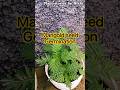 How To Grow Marigold From Seed Marigold Sprouting Time Lapse Gardening Marigold Garden mp3