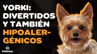 YORKSHIRE TERRIER: 9 COSAS QUE DEBES SABER