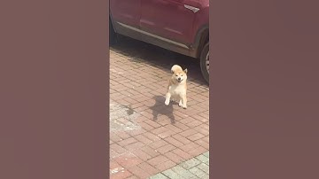 This is the happiest dog I’ve ever seen in my life! 🥹❤️