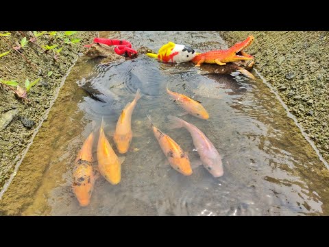 Video: Apa Yang Anda Butuhkan Untuk Menangkap Ikan Mas