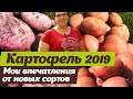 Несколько сортов картофеля.  Мои впечатления в 2019 году