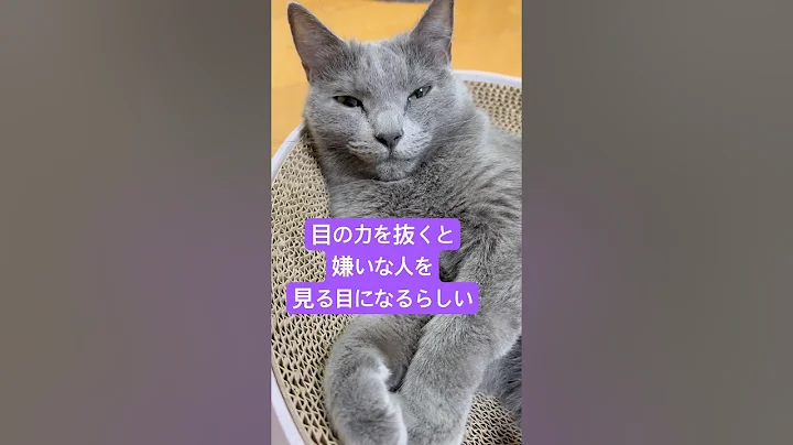 Video 11010071: russian blue cat meowing, cat cute kittens adorable