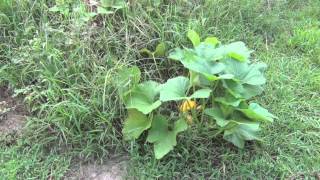 Garden Update 6 (July 23,2013)