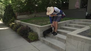 Denver ranks third in the nation for dog bites to postal workers, USPS says