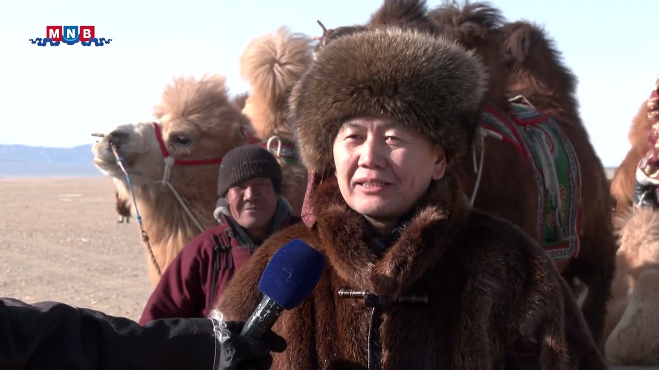 Их говийн тэмээний баяр-2026 /Говь-Алтай аймгийн тэмээний баяр/