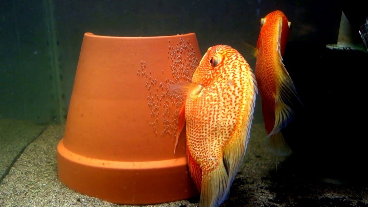 Red Spotted Severums Spawning - YouTube.