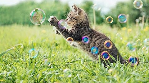 How to run Deimos from source with python