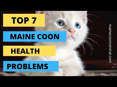 Vidéo: Maine Coon Cats: Problèmes de santé que les propriétaires doivent connaître