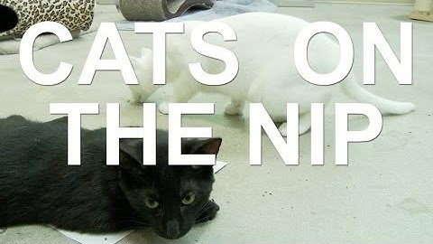 Nip Club - Cats on the Nip