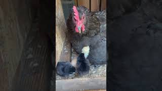 It’s that time of year! #chicks #summer #adorable #babies #momma #chickens #cute