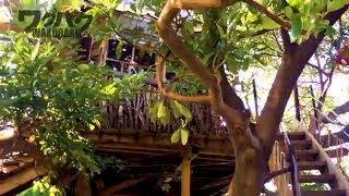 Super Relaxing Cafe in the Trees