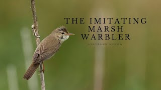 Download Lagu The imitating marsh warbler MP3 Download Lagu The imitating marsh warbler MP3
