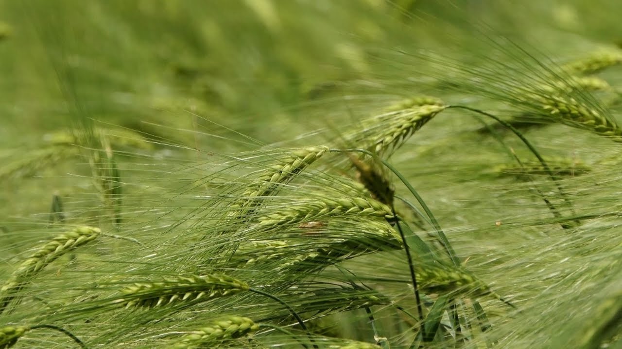 Domaćine kako radiš 06.06.2022. Ječam, Kličevac kod Požarevac, Rakinac kod Velike Plane