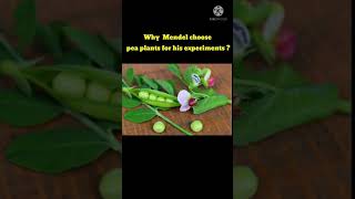 Why Mendel choose pea plant for his experiments? #class10#knowledge#biology#genetics#learning