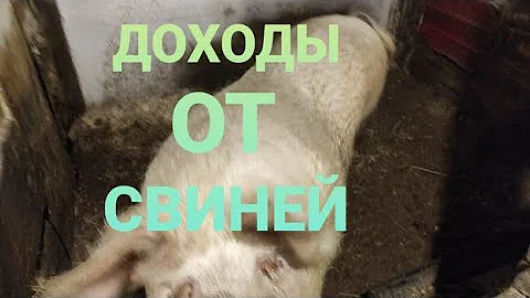 КАКОЙ ДОХОД ОТ ОДНОЙ СВИНЬИ/ КАК ПОЛУЧИТЬ БОЛЬШУЮ ПРИБЫЛЬ ОТ СВИНЬИ. БИЗНЕС НА СВИНЬЯХ