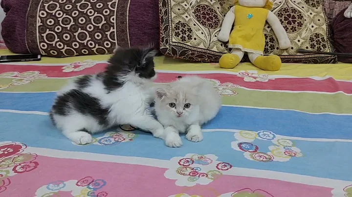 Watch the video about Calico Persian cat available in Hyderabad bahadurpura bicolour Persian kittens in Hyderabad