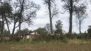 Cutting Down A Locust Tree For A Timber Frame Porch