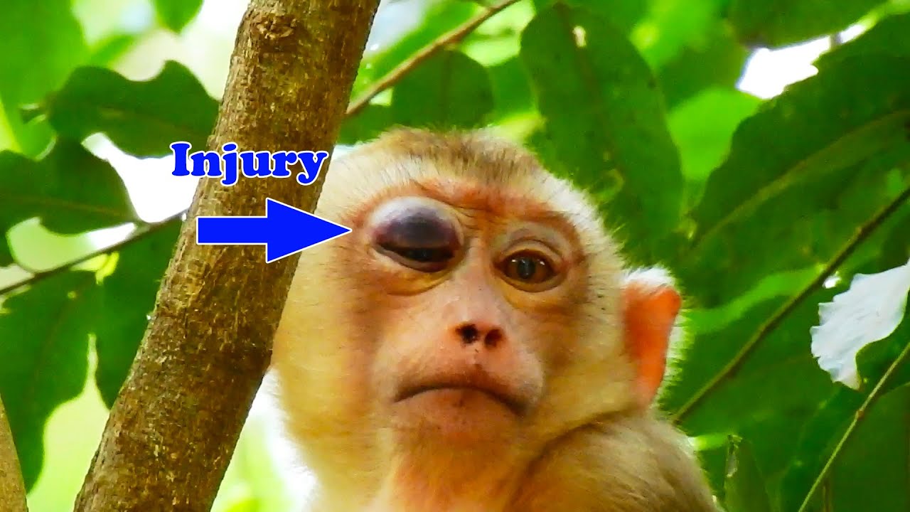 So sad ! abandoned baby monkey has injury in eye so severe unknow reason, Tom looks hurt and drowsy.