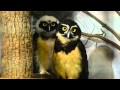 Spectacled Owls... these guys are so cool!  (shot with Nikon D7000)