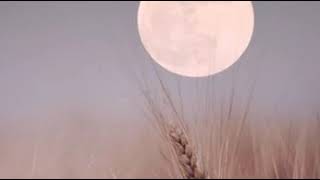 سورة التغابن للقارئ #ماجد_الزامل