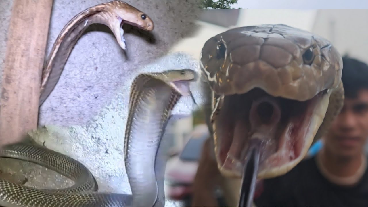 TATLONG GALIT NA COBRA NAHULI NI COBRA PRINCE