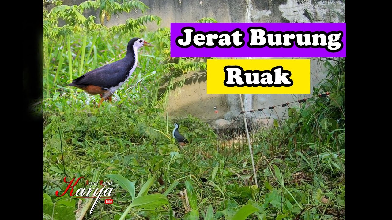 Menjerat Burung Ruak Ruak Wak Wak mengunakan racik 