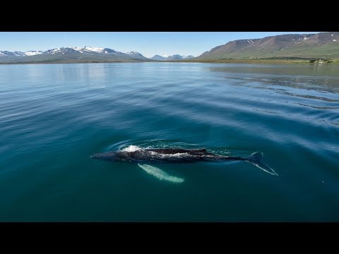 Video: Kako Se širom Svijeta Obilježava Svjetski Dan Kitova I Dupina