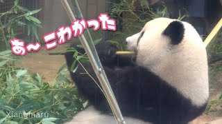 2019/8/18 ビビっちゃったシャンシャン^^; 疲れて眠い Giant Panda Xiang Xiang 2019/8/18 ビビっちゃったシャンシャン^^; 疲れて眠い Giant Panda Xiang Xiang
