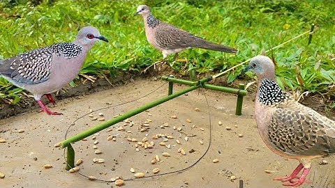 Bird trap in Gabir forest