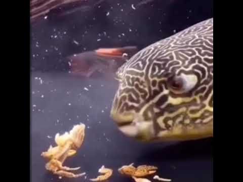 mr krabs gets eaten alive